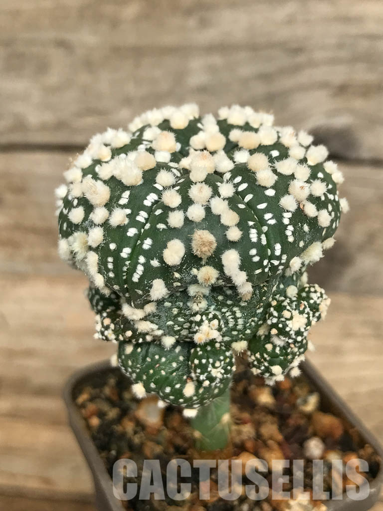 SHPR6687 Astrophytum asterias cv. Hanazono - Obrázek 3