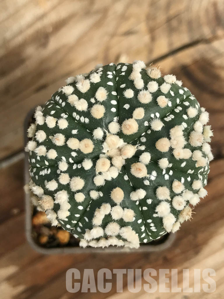 SHPR6687 Astrophytum asterias cv. Hanazono