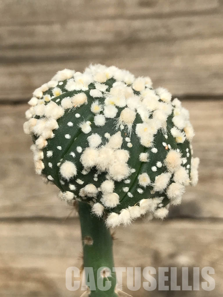 SHPR6688 Astrophytum asterias cv. Hanazono - Obrázek 2