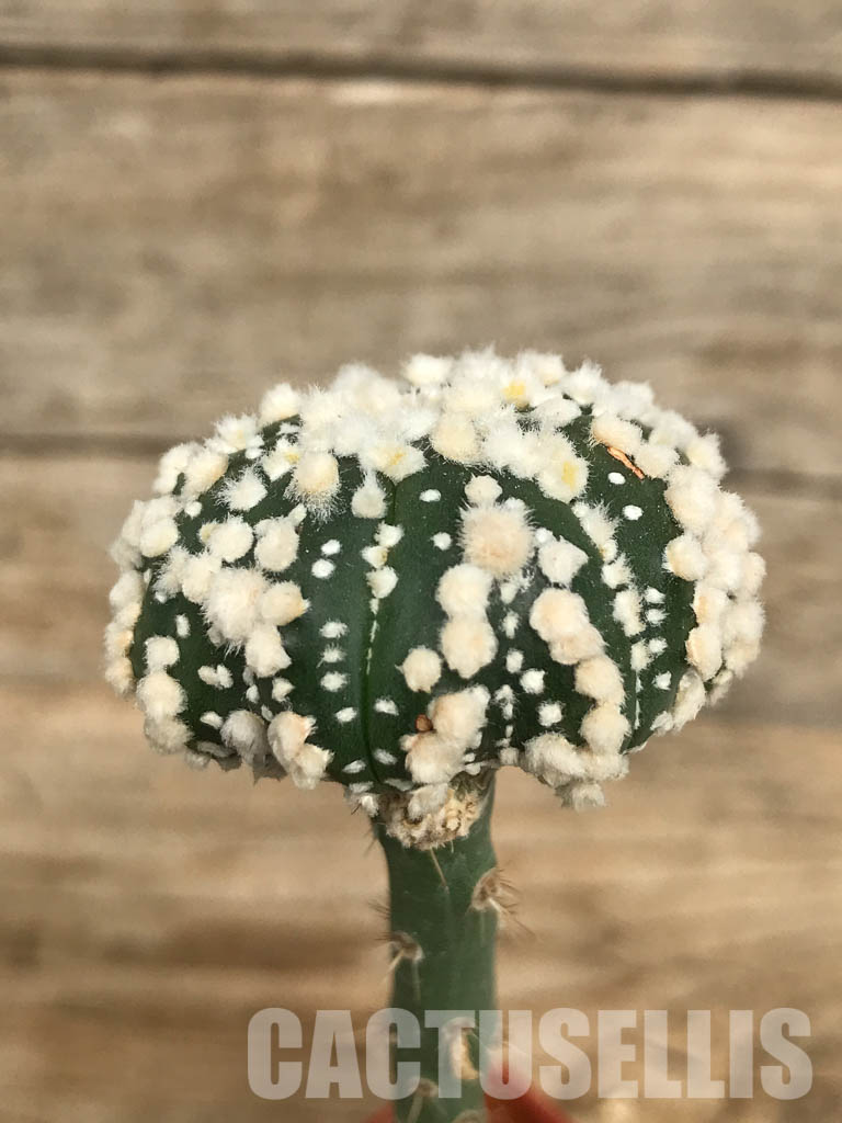 SHPR6688 Astrophytum asterias cv. Hanazono - Obrázek 3