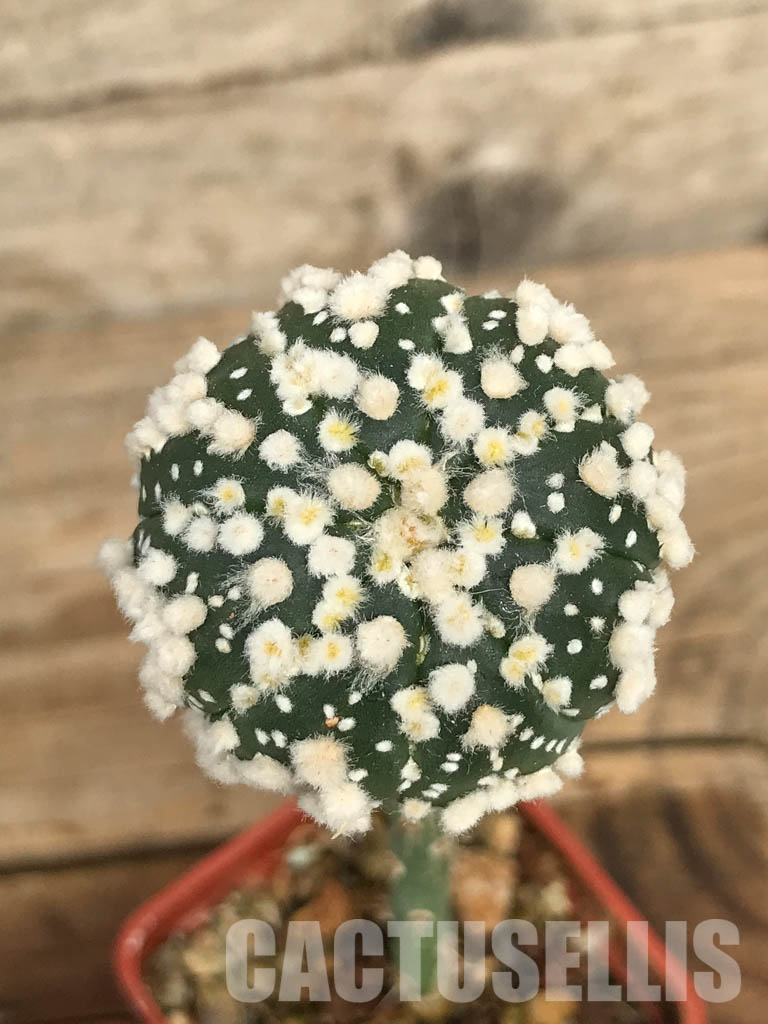 SHPR6688 Astrophytum asterias cv. Hanazono