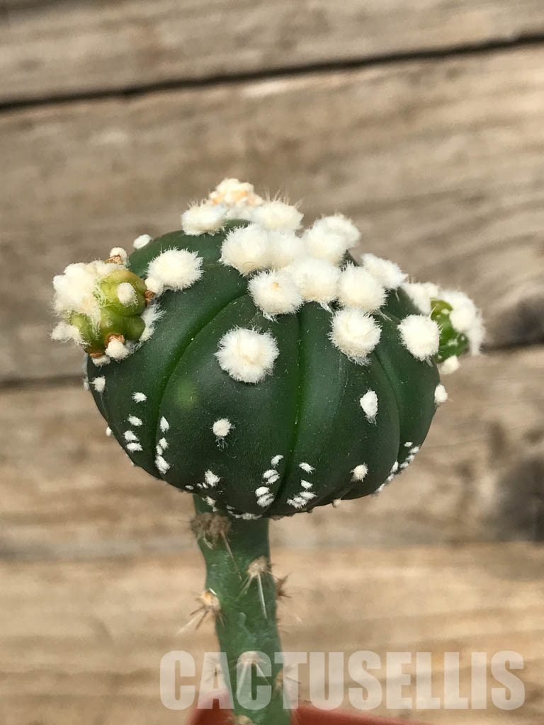 SHPR6690 Astrophytum Asterias cv. Ooibo v. Nudum - Image 2