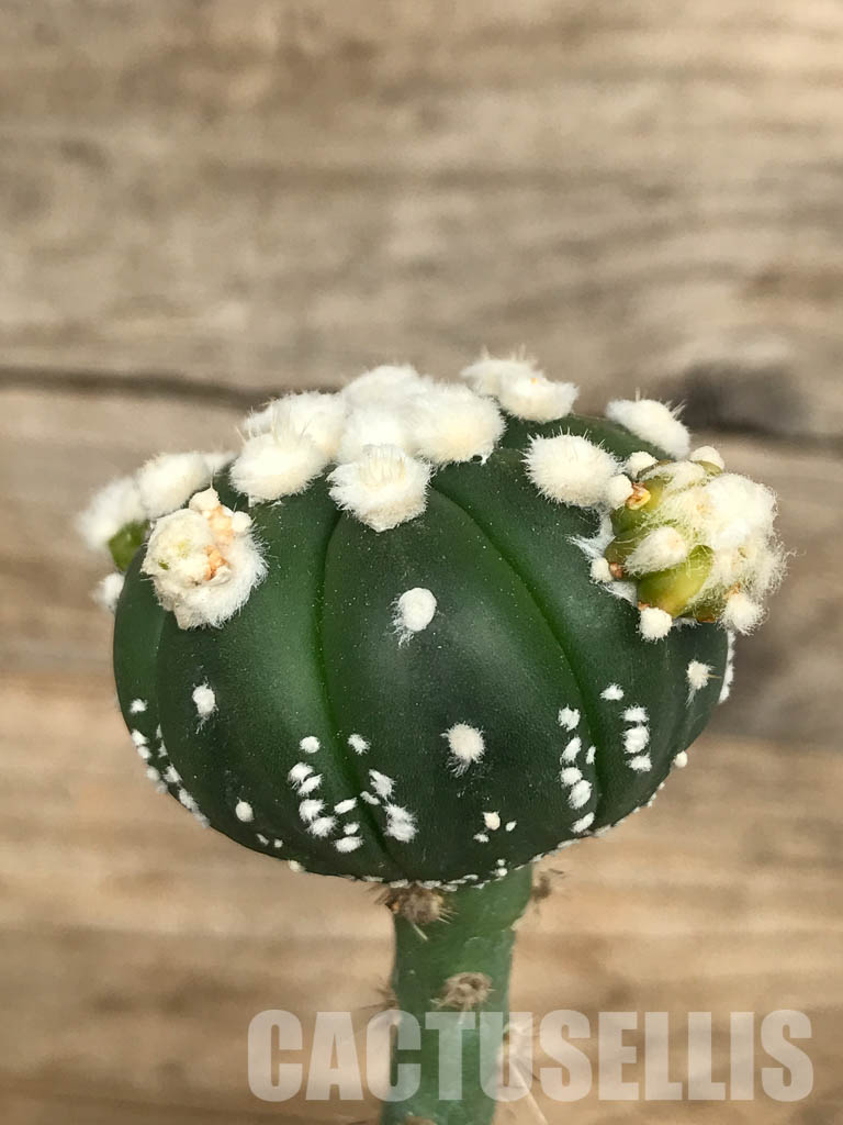 SHPR6690 Astrophytum Asterias cv. Ooibo v. Nudum - Image 3