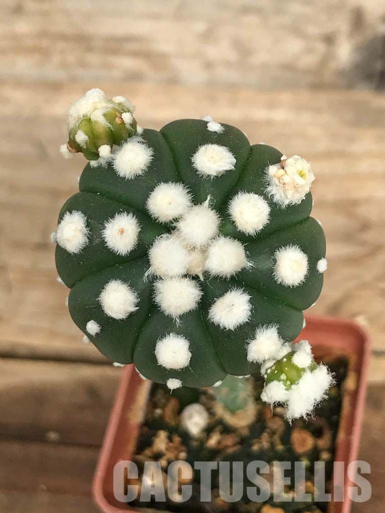 SHPR6690 Astrophytum Asterias cv. Ooibo v. Nudum