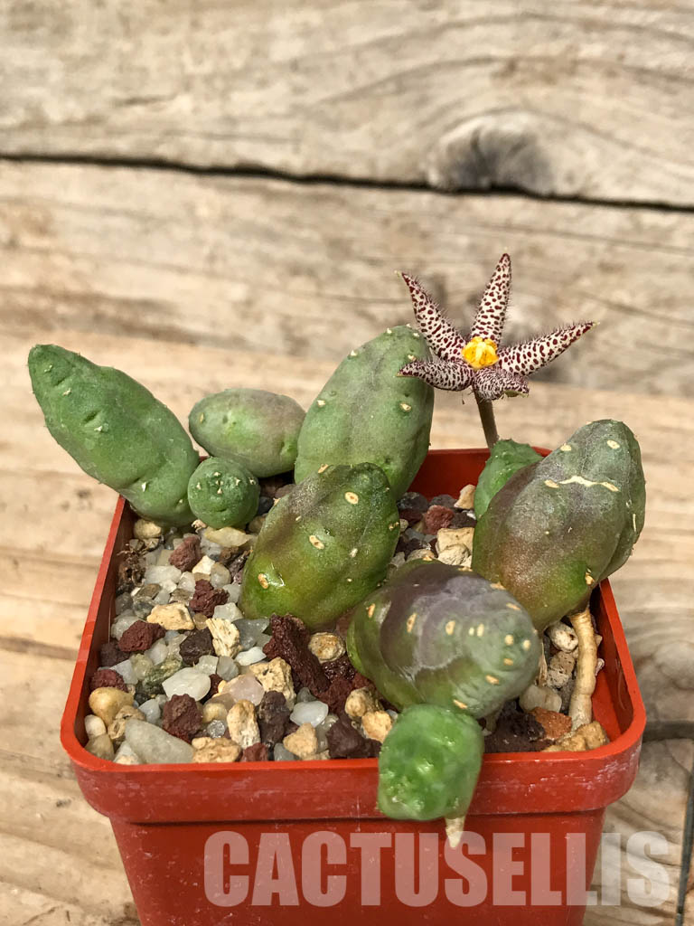 SHPR6693 Piaranthus comptus