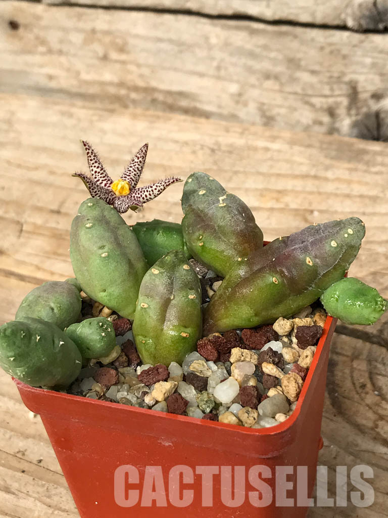 SHPR6693 Piaranthus comptus - Image 3