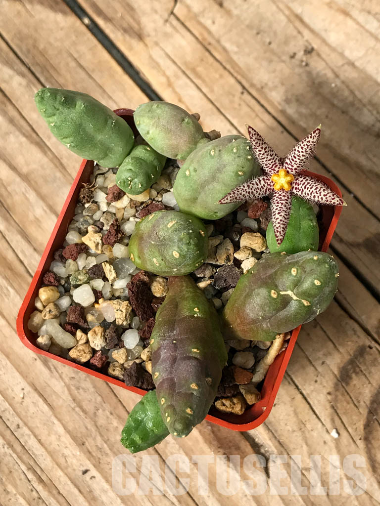 SHPR6693 Piaranthus comptus - Image 4