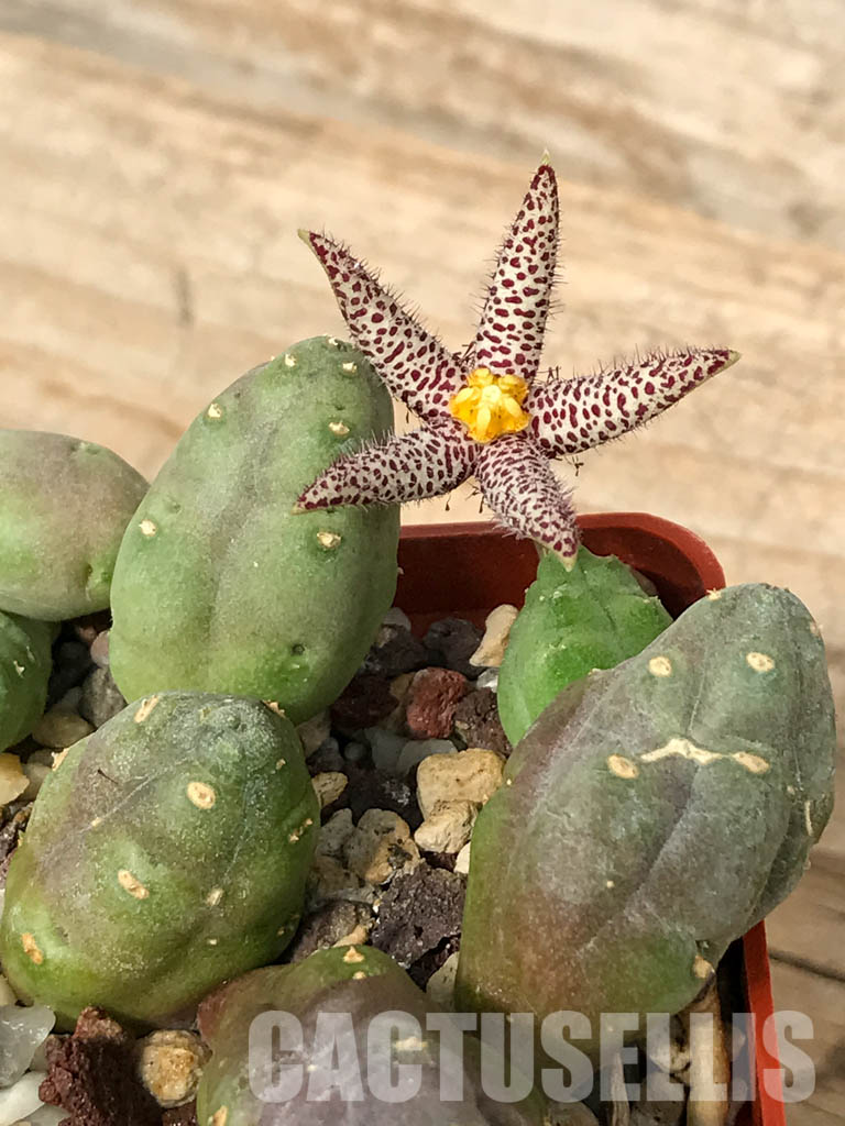 SHPR6693 Piaranthus comptus - Image 5