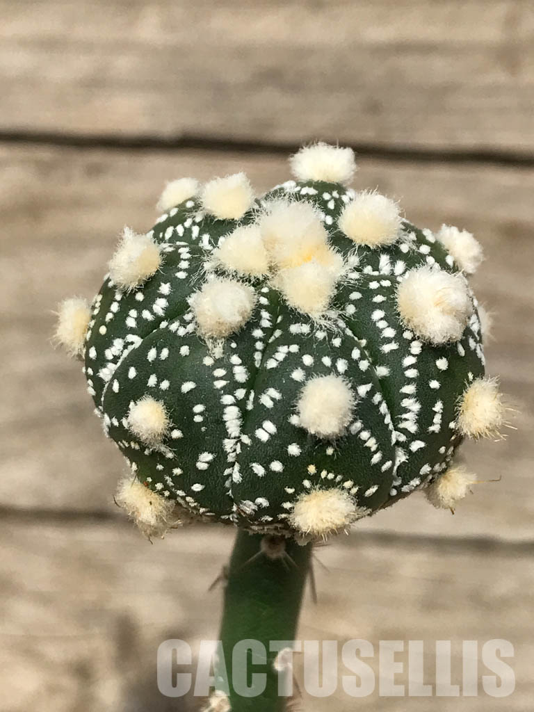 SHPR6694 Astrophytum Asterias cv. Ooibo