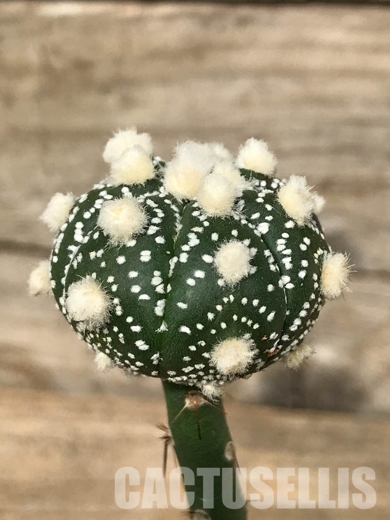 SHPR6694 Astrophytum Asterias cv. Ooibo - Image 3