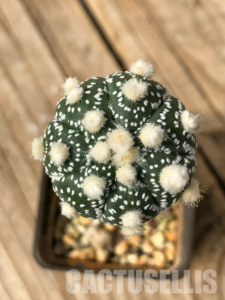 SHPR6694 Astrophytum Asterias cv. Ooibo - Image 4