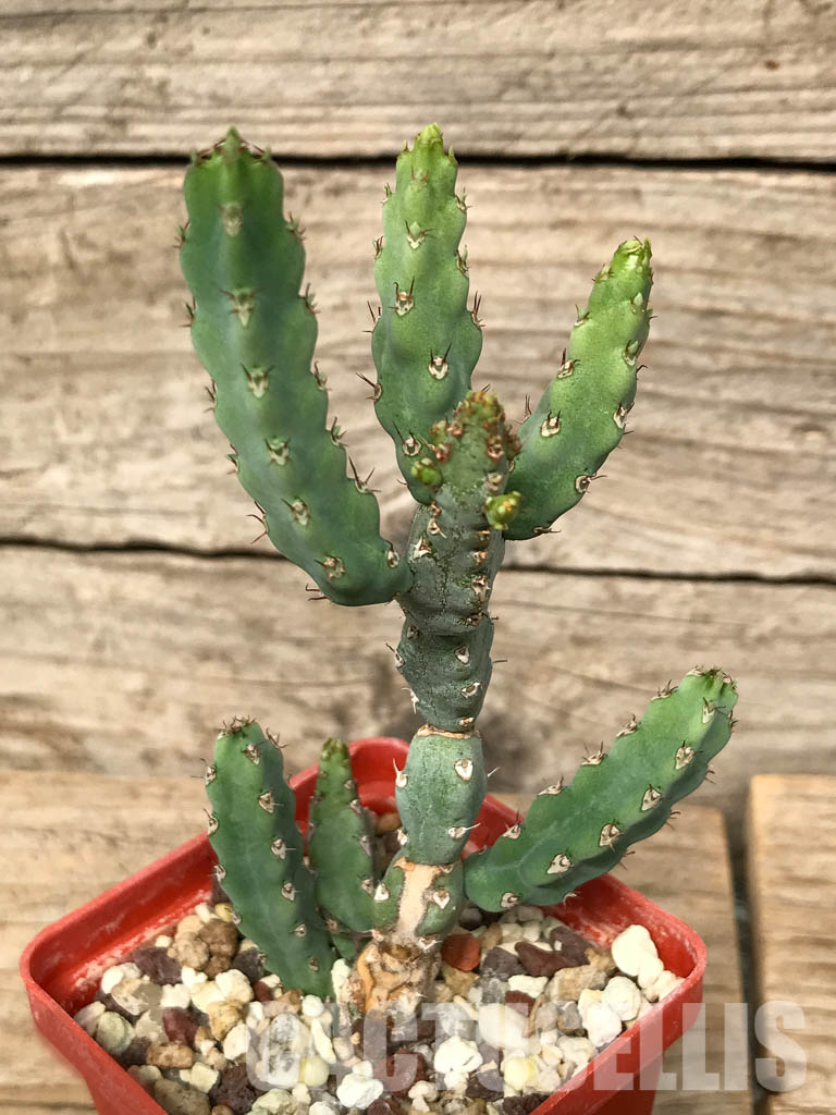 SHPR6698 Euphorbia debilispina