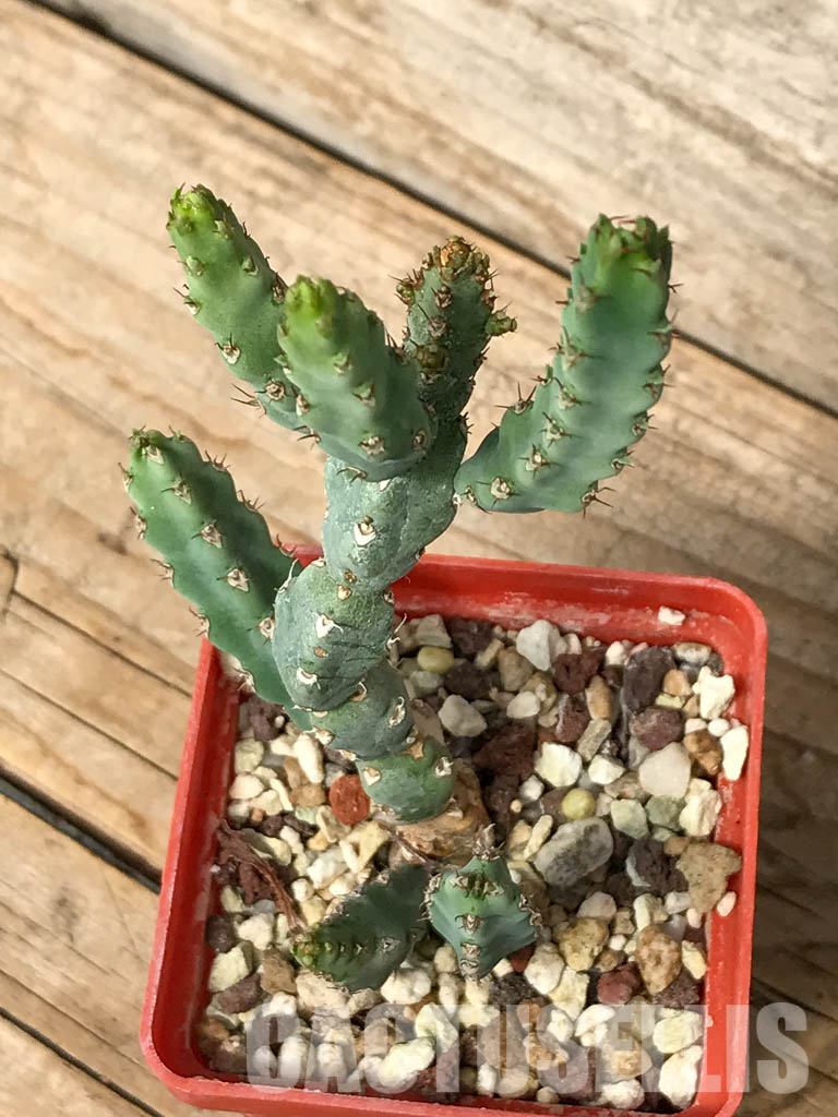 SHPR6698 Euphorbia debilispina - Imagen 4