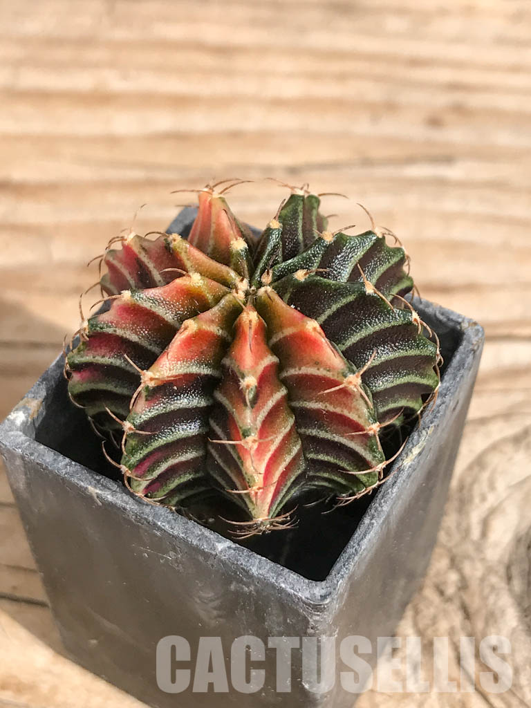 SHPR6701 Gymnocalycium friedrichii Agua Dulce LB 2178 variegated - immagine 3