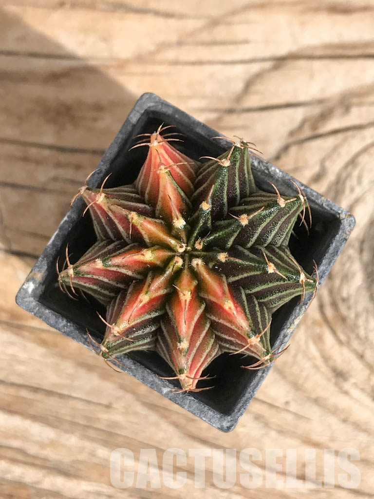 SHPR6701 Gymnocalycium friedrichii Agua Dulce LB 2178 variegated