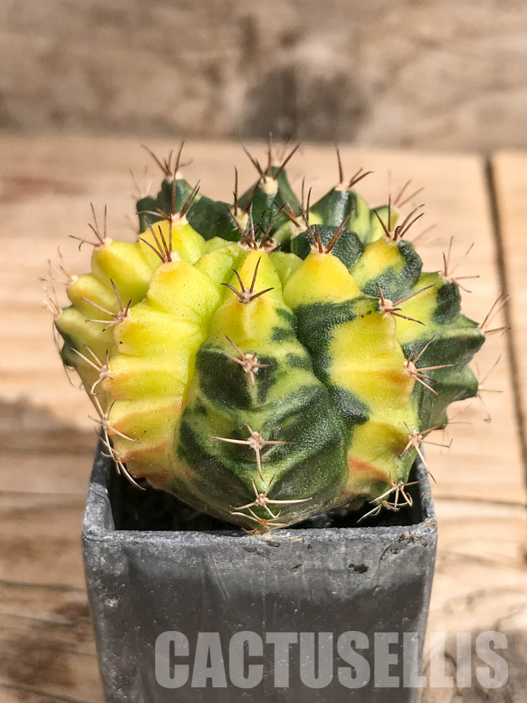 SHPR6703 Gymnocalycium mihanovichii f. variegated - Image 2