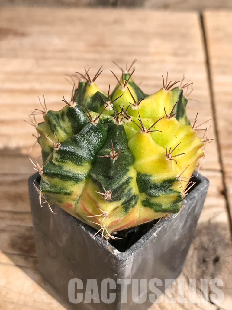 SHPR6703 Gymnocalycium mihanovichii f. variegated - Image 3