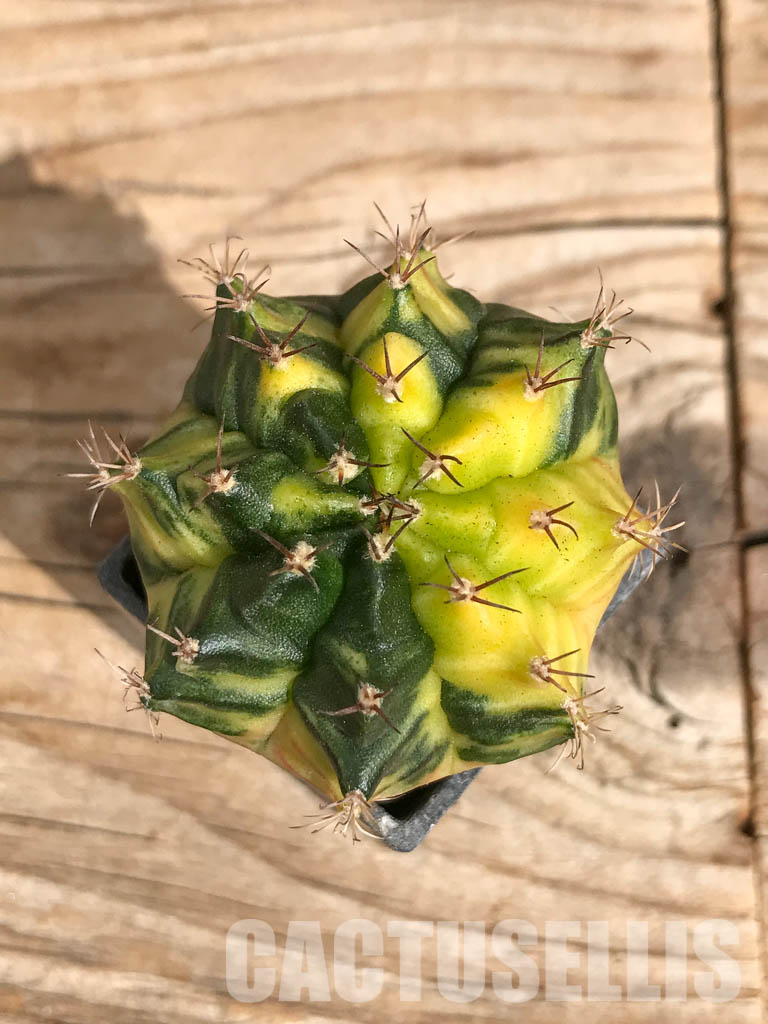 SHPR6703 Gymnocalycium mihanovichii f. variegated