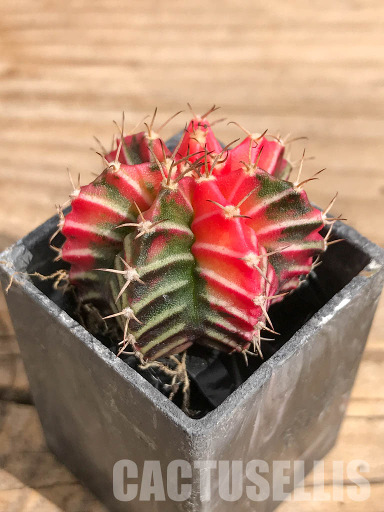 SHPR6704 Gymnocalycium mihanovichii f. variegated - Obrázek 3