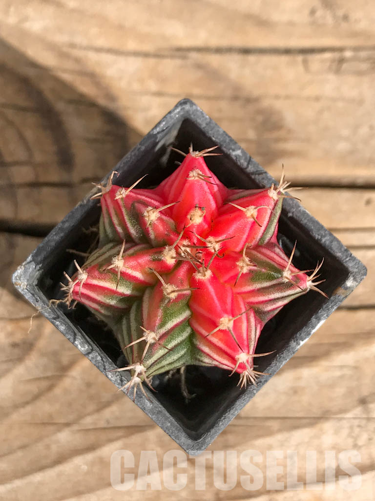 SHPR6704 Gymnocalycium mihanovichii f. variegated