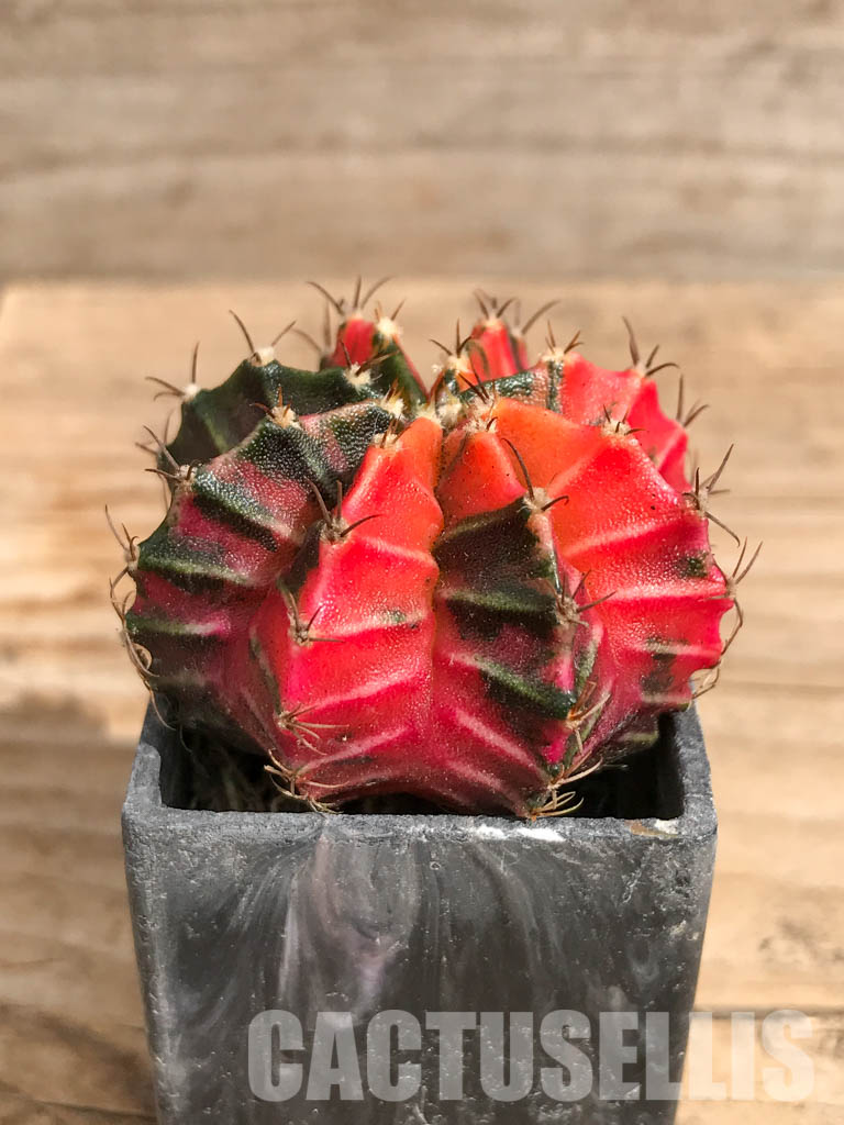 SHPR6705 Gymnocalycium mihanovichii f. variegated - Image 2