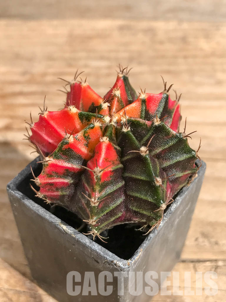 SHPR6705 Gymnocalycium mihanovichii f. variegated - Image 3