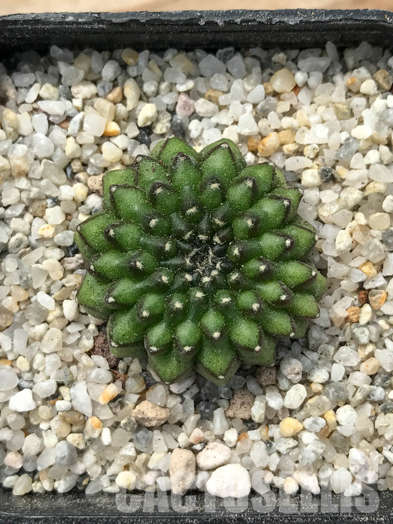 SHPR6709 Gymnocalycium hybrid f. inermis - Image 2
