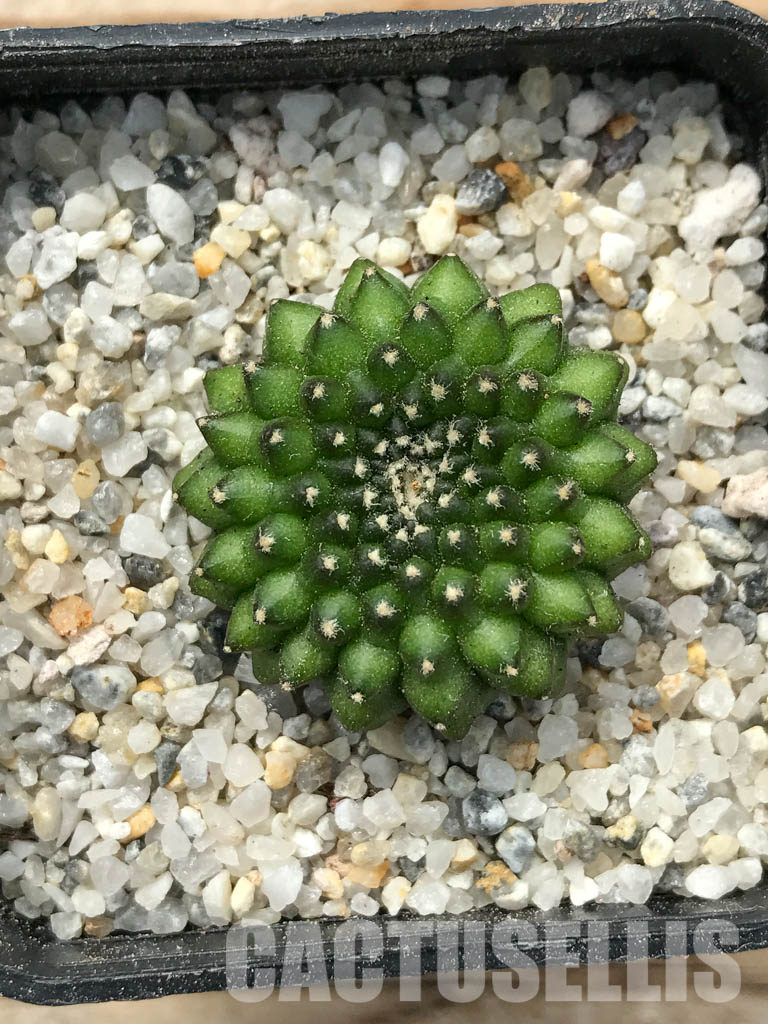 SHPR6709 Gymnocalycium hybrid f. inermis