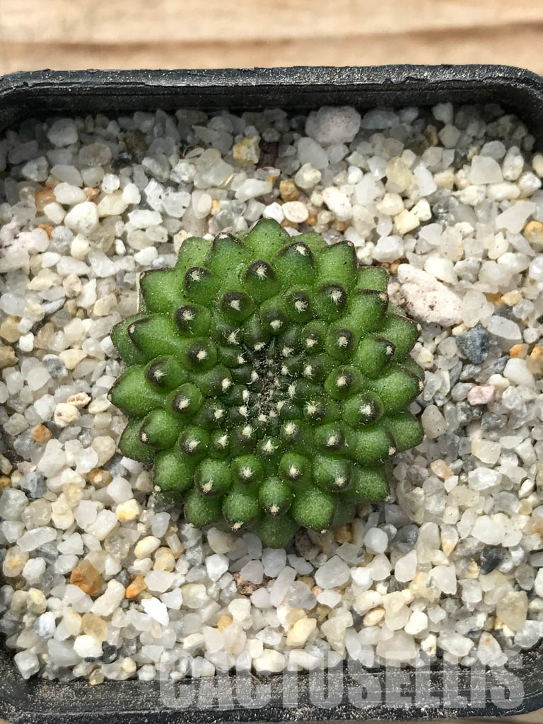 SHPR6709 Gymnocalycium hybrid f. inermis - Image 4