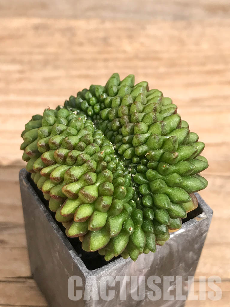 SHPR6710 Gymnocalycium hybrid 'inermis' f. cristata - Image 3