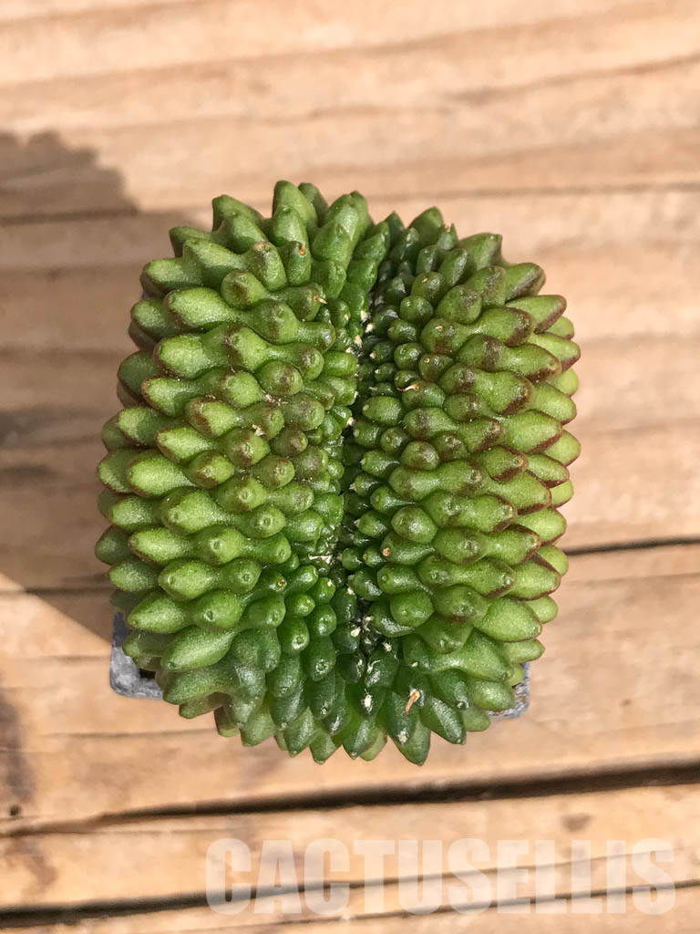 SHPR6710 Gymnocalycium hybrid 'inermis' f. cristata