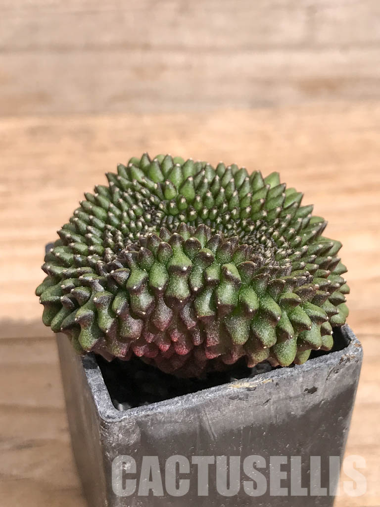 SHPR6711 Gymnocalycium hybrid ‘inermis’ f. cristata - Image 2