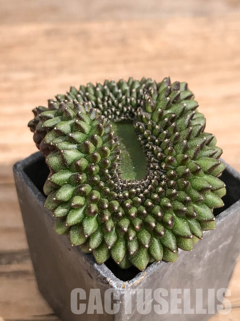 SHPR6711 Gymnocalycium hybrid ‘inermis’ f. cristata - Image 3