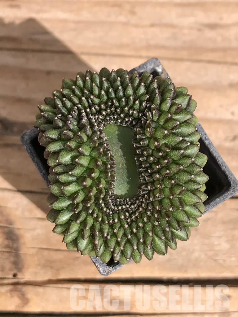 SHPR6711 Gymnocalycium hybrid ‘inermis’ f. cristata