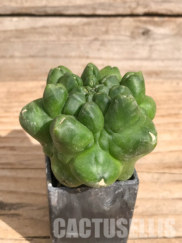 SHPR6713 Gymnocalycium cv. Kikko - Image 2