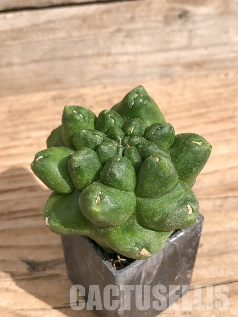 SHPR6713 Gymnocalycium cv. Kikko