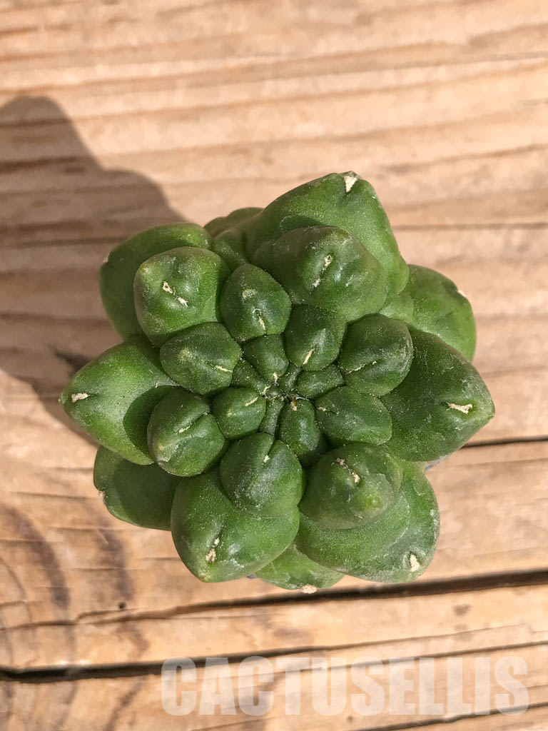 SHPR6713 Gymnocalycium cv. Kikko - Image 4