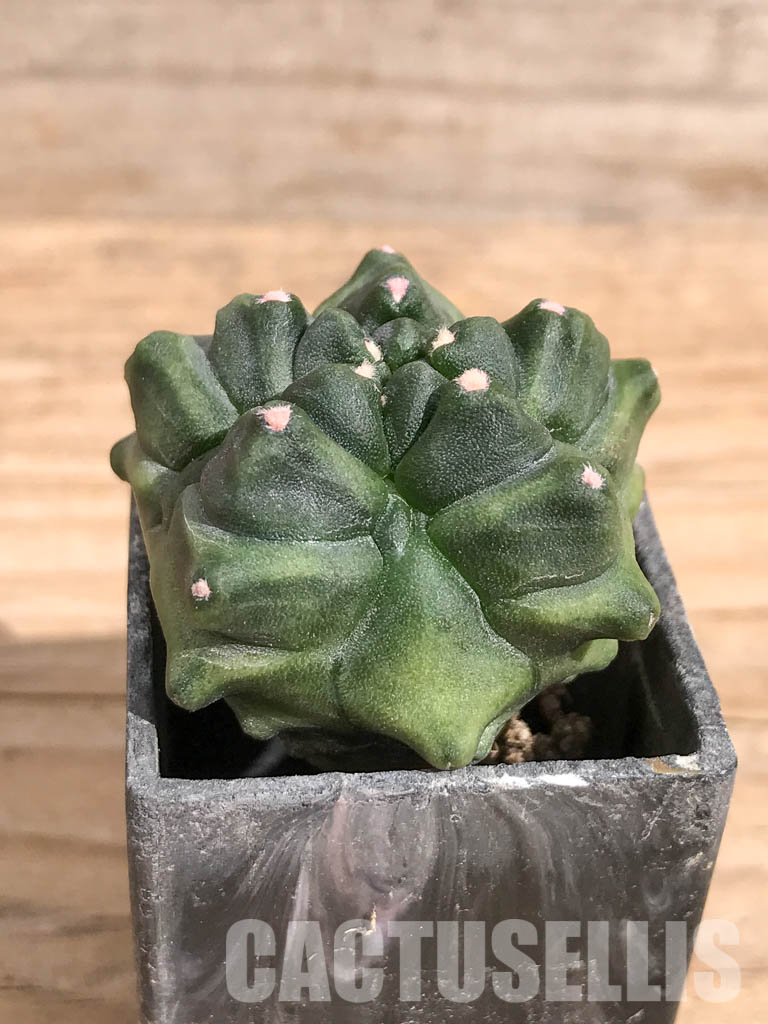 SHPR6714 Gymnocalycium cv. Kikko transformer - Image 2
