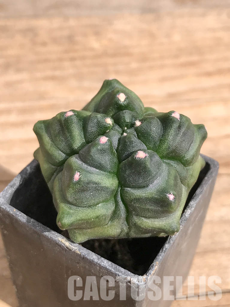 SHPR6714 Gymnocalycium cv. Kikko transformer