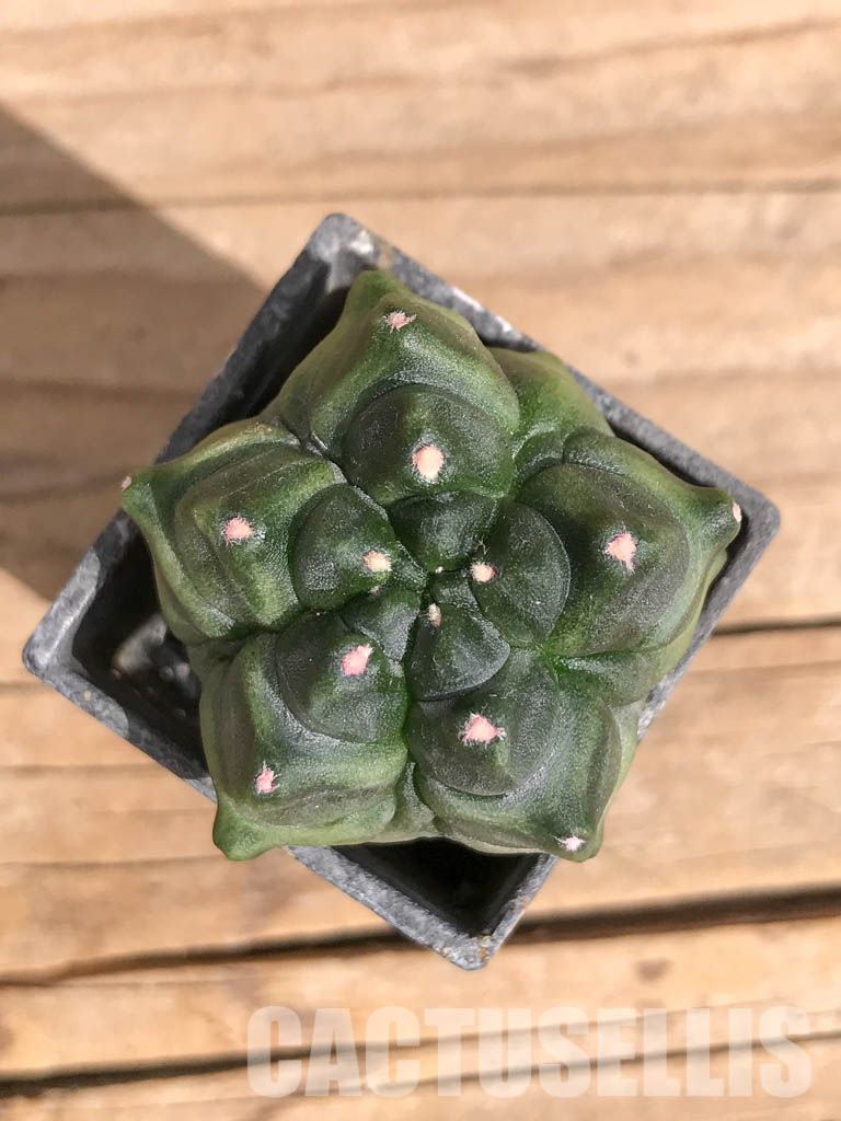 SHPR6714 Gymnocalycium cv. Kikko transformer - Image 4