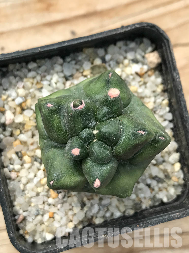 SHPR6714 Gymnocalycium cv. Kikko transformer - Image 6