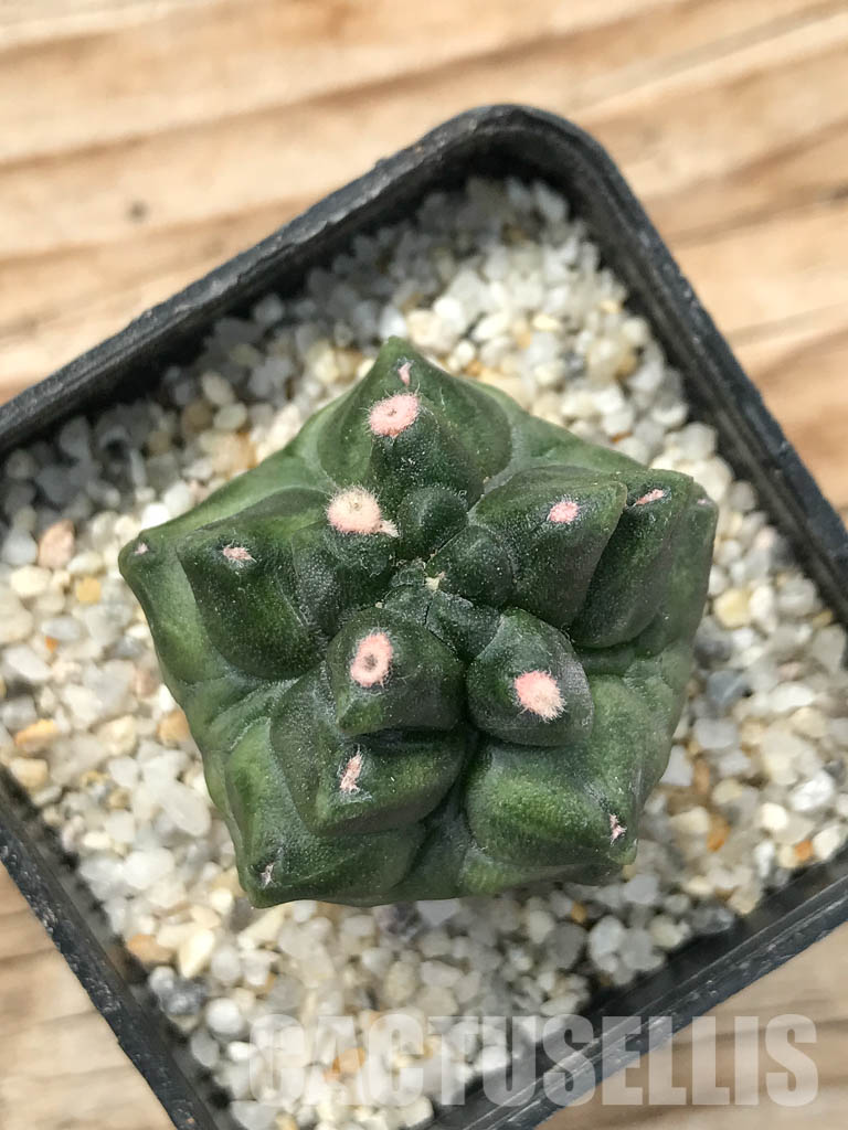 SHPR6714 Gymnocalycium cv. Kikko transformer - Image 7