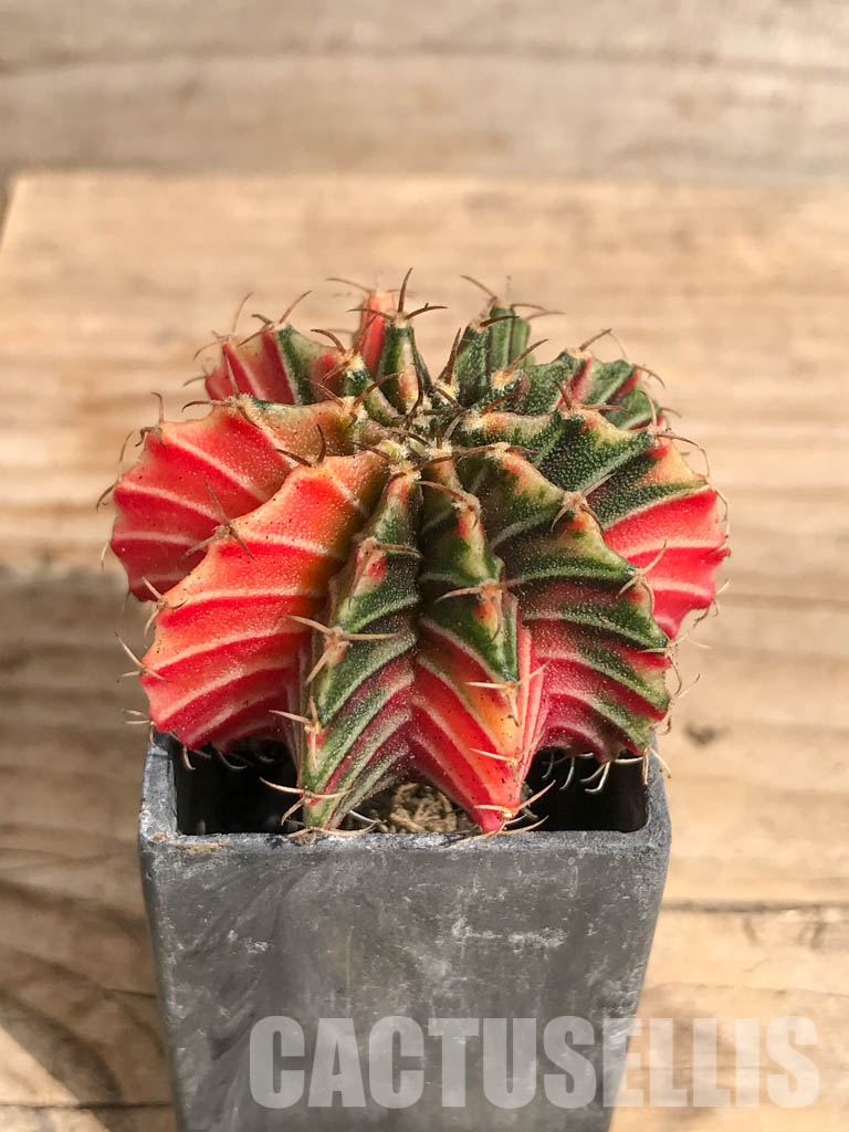 SHPR6715 Gymnocalycium friedrichii Agua Dulce LB 2178 variegated - Image 2