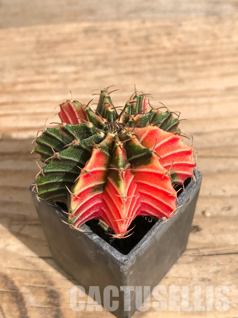 SHPR6715 Gymnocalycium friedrichii Agua Dulce LB 2178 variegated