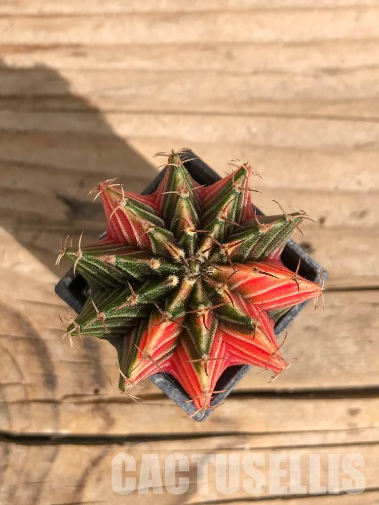 SHPR6715 Gymnocalycium friedrichii Agua Dulce LB 2178 variegated - Image 4