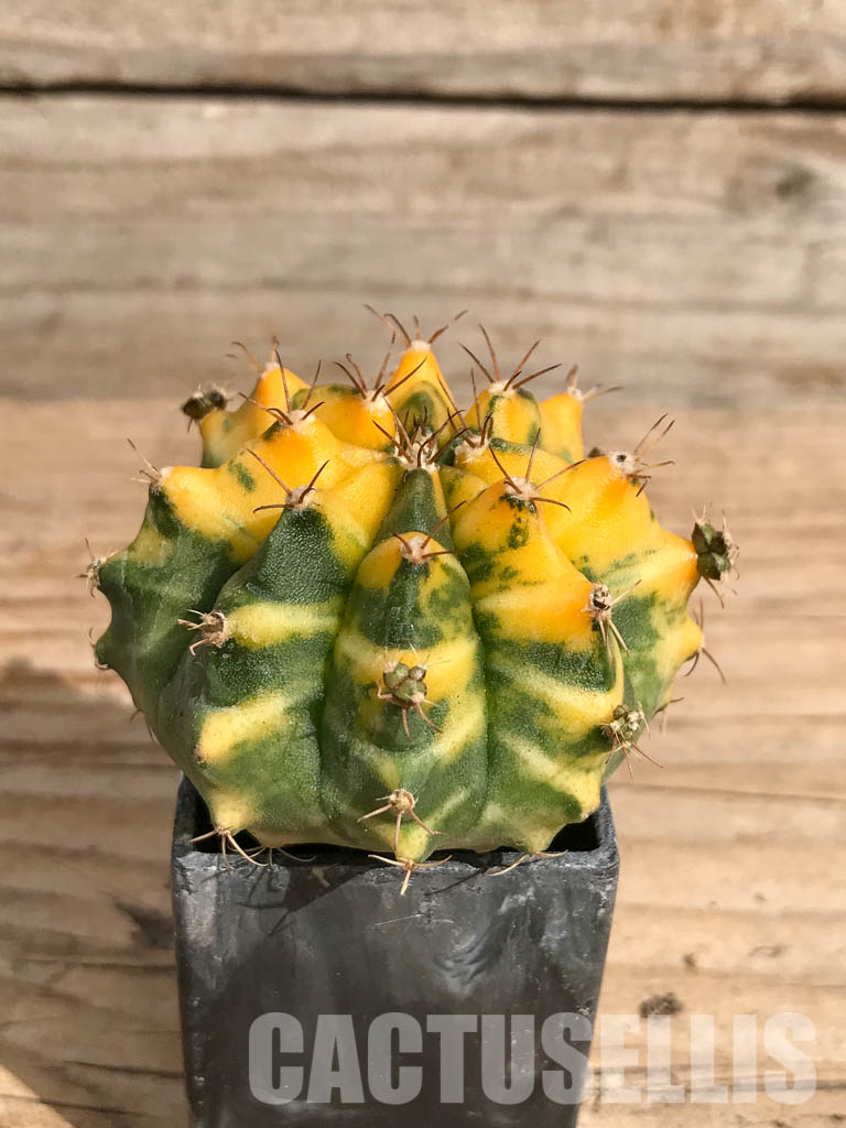 SHPR6716 Gymnocalycium mihanovichii f. variegated - Image 2