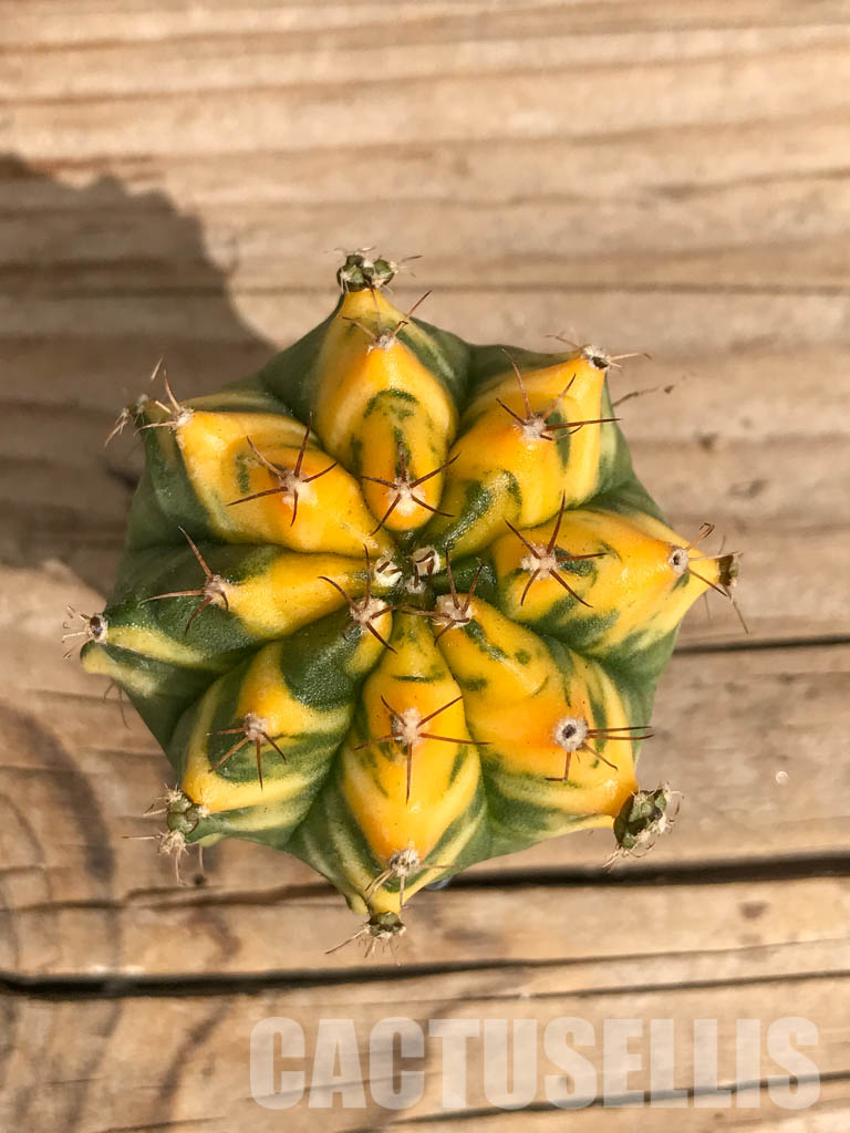 SHPR6716 Gymnocalycium mihanovichii f. variegated - Image 4