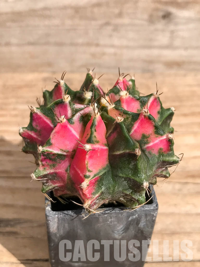 SHPR6717 Gymnocalycium mihanovichii f. variegated - Image 2