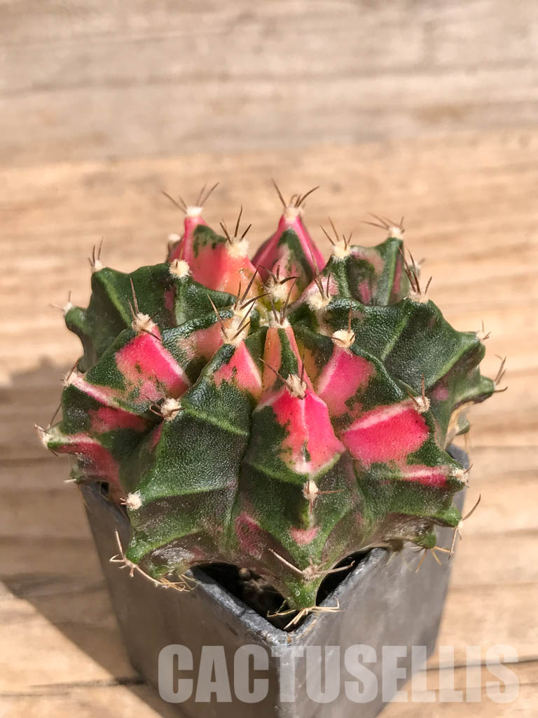 SHPR6717 Gymnocalycium mihanovichii f. variegated - Image 3