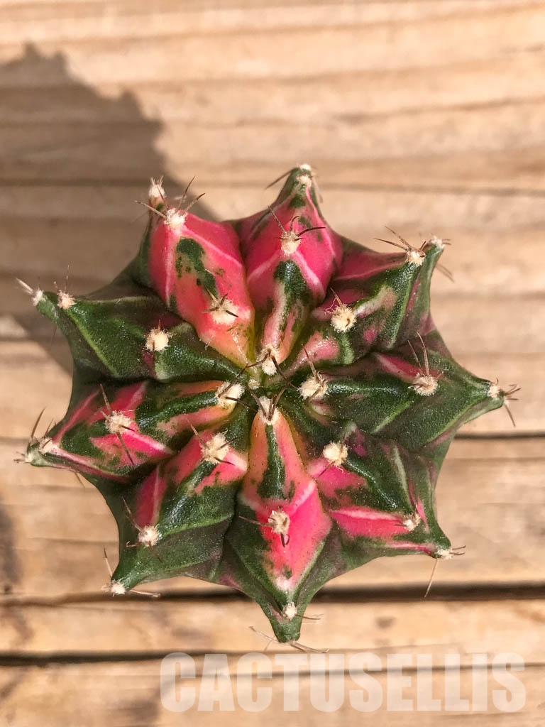 SHPR6717 Gymnocalycium mihanovichii f. variegated